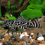 Chocolate Zebra Pleco L270