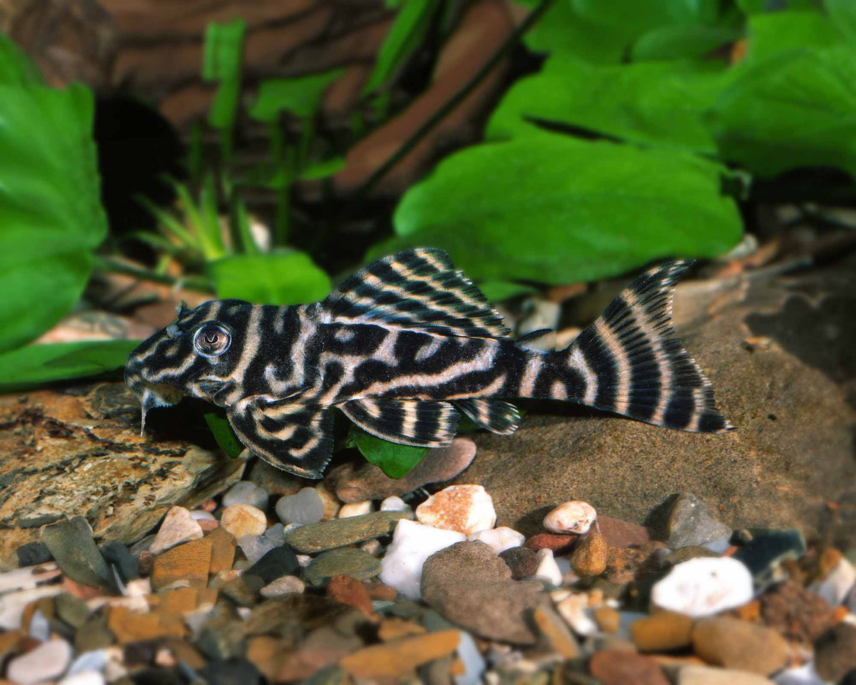 Chocolate Zebra Pleco L270