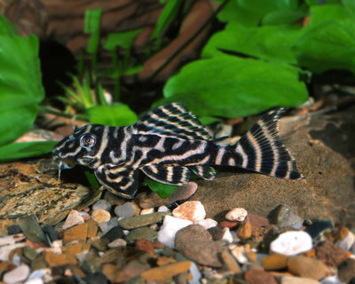 Chocolate Zebra Pleco L270