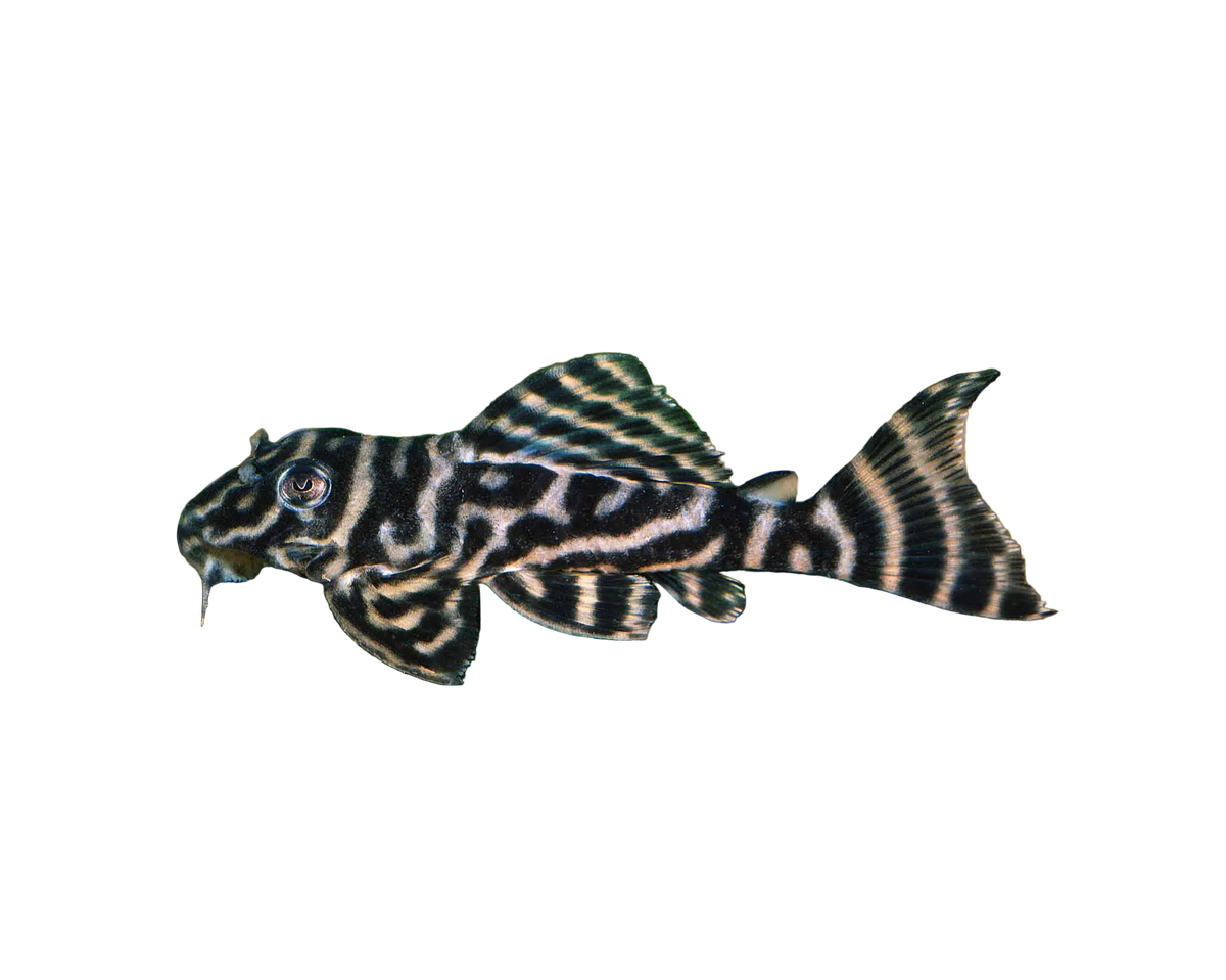 Chocolate Zebra Pleco L270