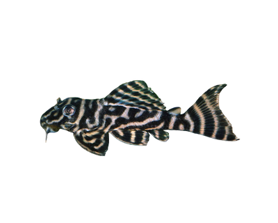 Chocolate Zebra Pleco L270