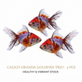 Calico GoldFish 3PCS Combo Deal