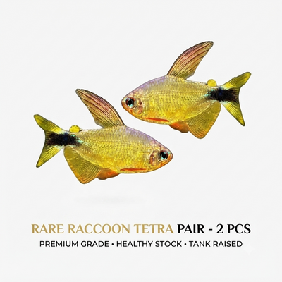 Racon Tetra 2PCS Combo Deal