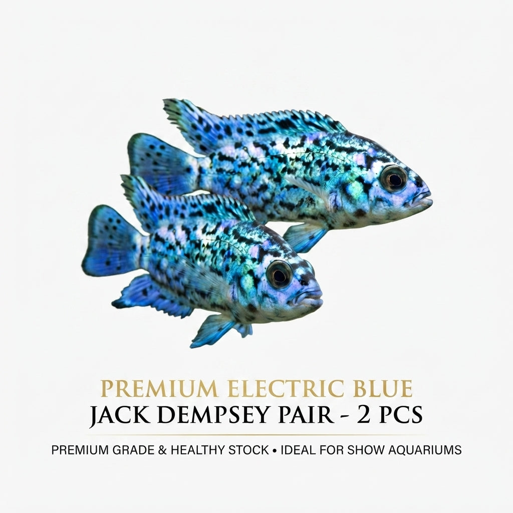 Electric Blue Jack Dempsey 2PCS Combo Deal