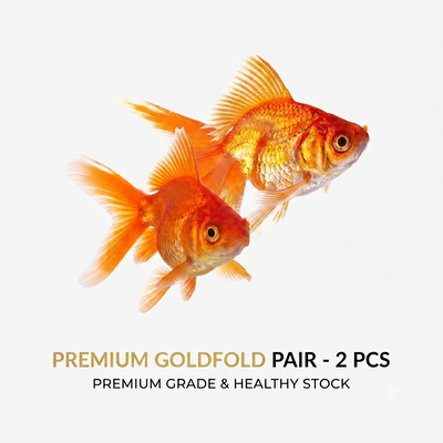Gold Fish 2PCS Combo Deal (10Cm)