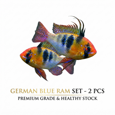 German Ramzy 2PCS Combo Deal