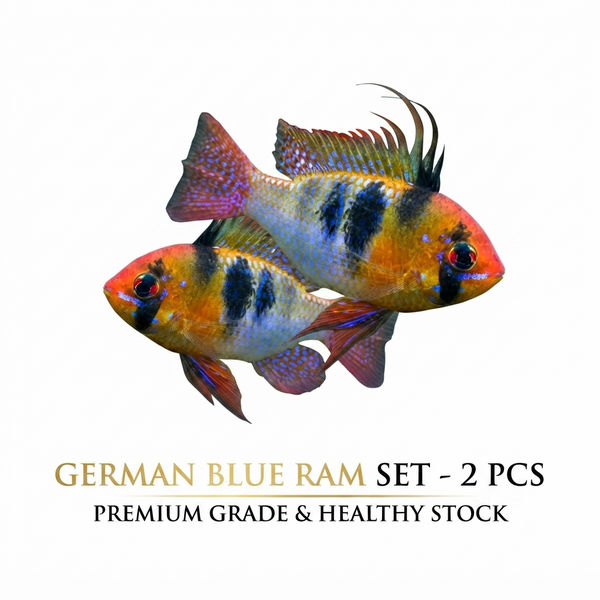 German Ramzy 2PCS Combo Deal