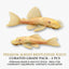 Albino Bristle nose Pleco 2PCS Combo Deal