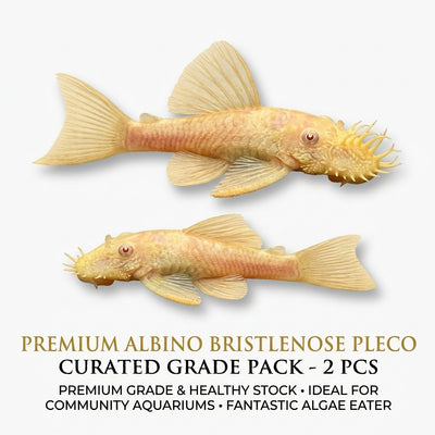 Albino Bristle nose Pleco 2PCS Combo Deal 3-4cm