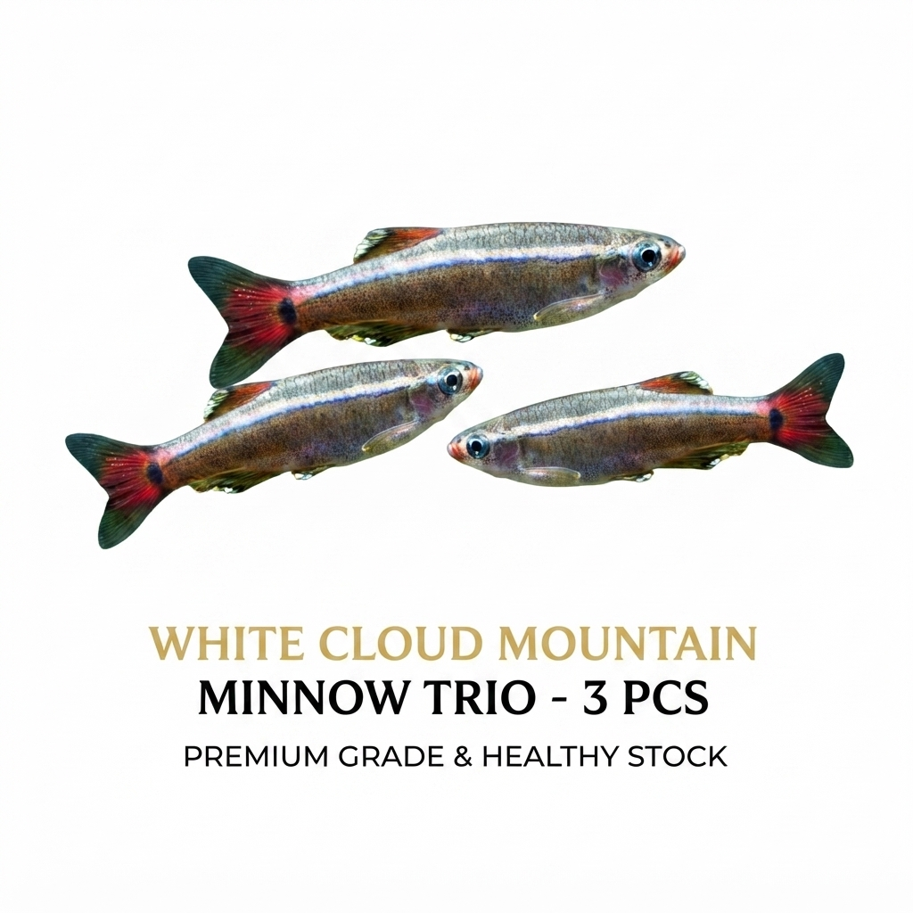 Cloud Mountain Minnow 3PCS Combo Deal