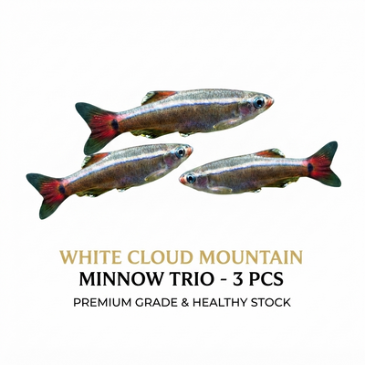 Cloud Mountain Minnow 3PCS Combo Deal
