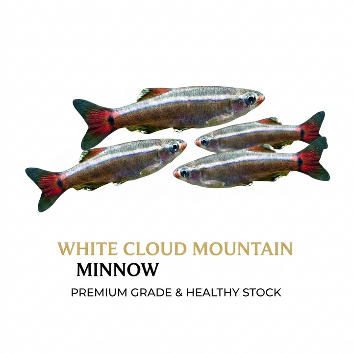 Cloud Mountain Minnow 4PCS Combo Deal