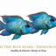 Electric Blue Acara 2PCS Combo Deal