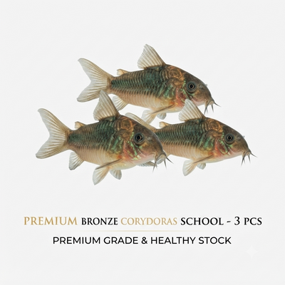 Bronze Corydoras 3PCS Combo Deal