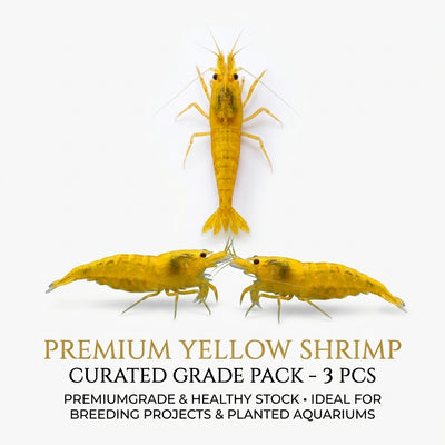 Yellow Shrimp 3PCS Combo Deal