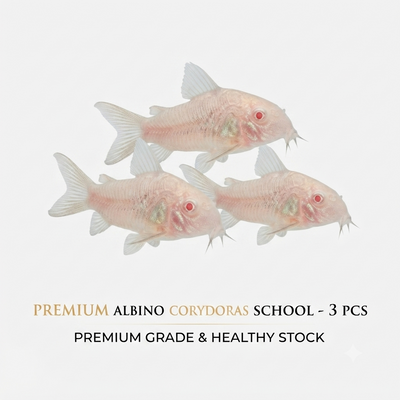 Albino Corydoras 3PCS Combo Deal