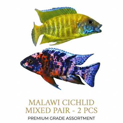 Malawi Cichlid Mix Color 2PCS Combo Deal