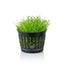 Utricularia Graminifolia Pot Plant