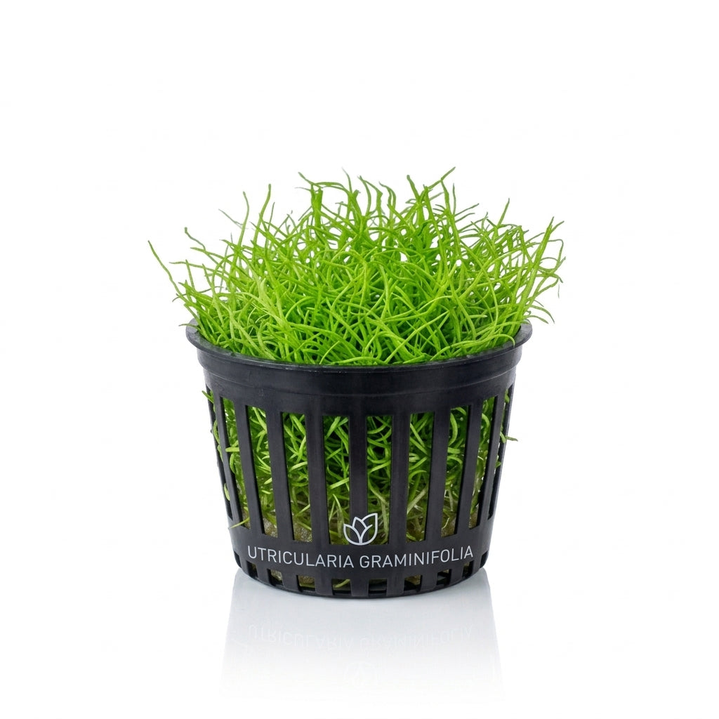 Utricularia Graminifolia Pot Plant