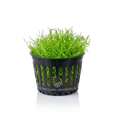 Utricularia Graminifolia Pot Plant