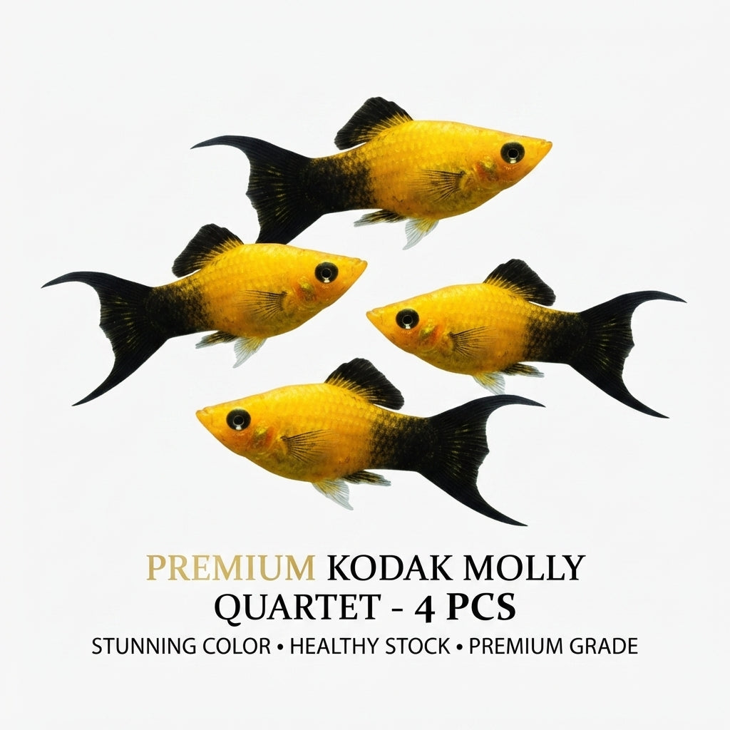 Kodak Molly 4PCS Combo Deal