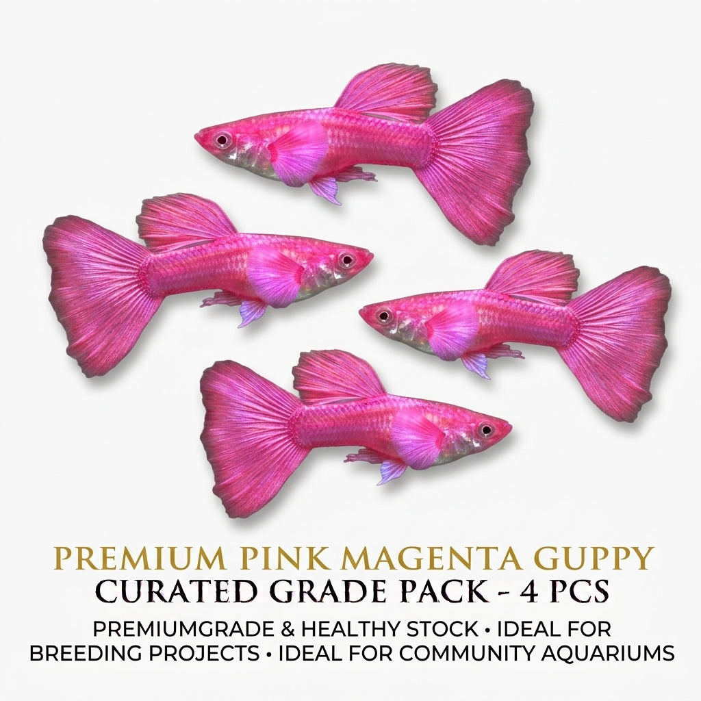 Pink Magenta Guppy Male 4PCS Combo Deal