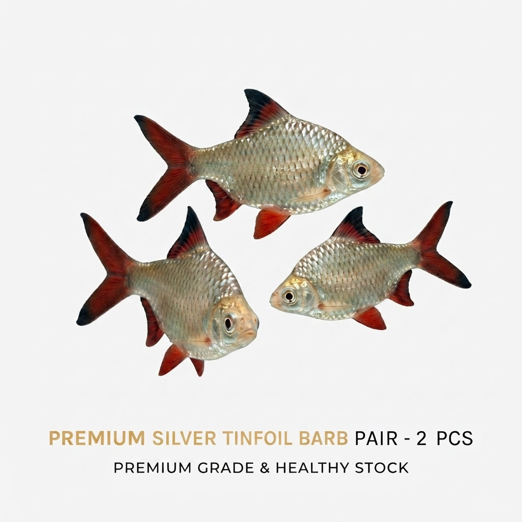 Silver Tinfoil Barb 2PCS Combo Deal