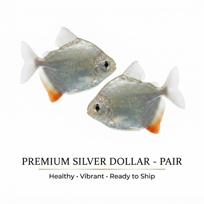 Silver Dollar 2PCS Combo Deal