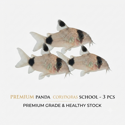 Panda Corydoras 3PCS Combo Deal