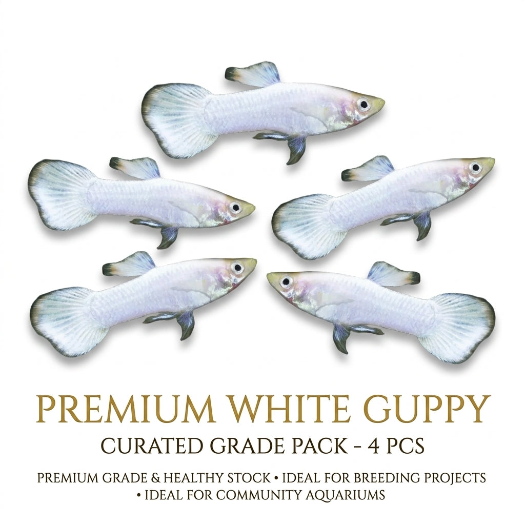 Albino Guppy Male 4PCS Combo Deal