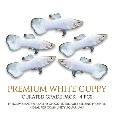 Albino Guppy Male 4PCS Combo Deal