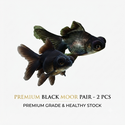 Black Moor 2PCS Combo Deal (Medium)