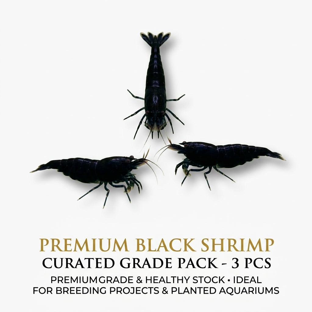Black Shrimp 3PCS Combo Deal