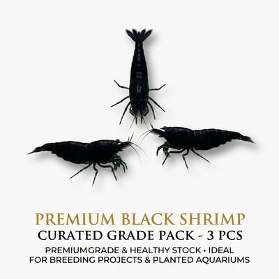 Black Shrimp 3PCS Combo Deal