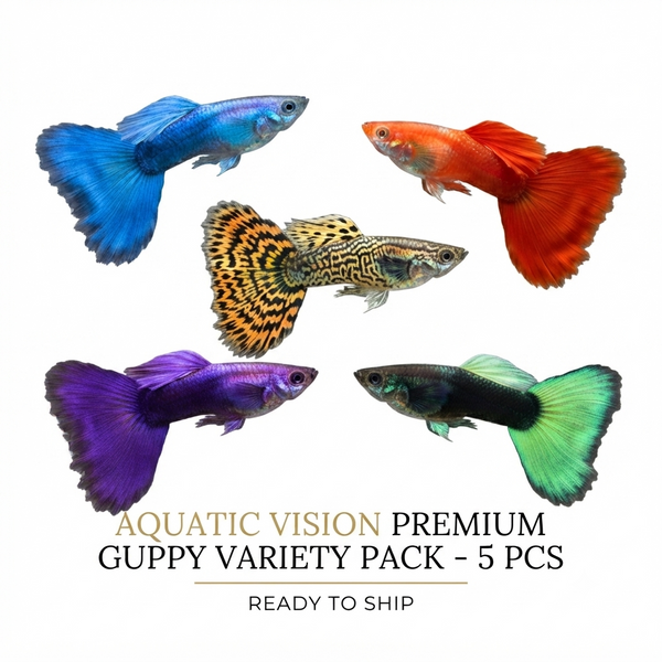 Guppy 5PCS Combo Deal (Mix Color)