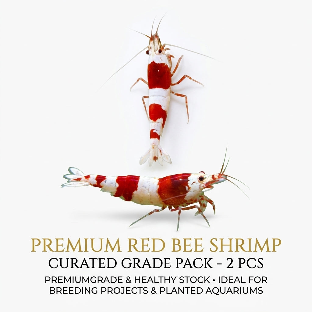 Red Bee Shrimp 2PCS Combo Deal