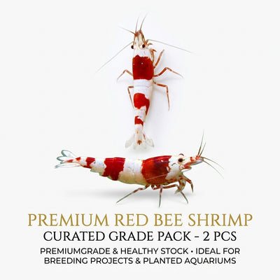 Red Bee Shrimp 2PCS Combo Deal (1-1.3cm)