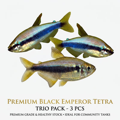 Black Emperor Tetra 3PCS Combo Deal