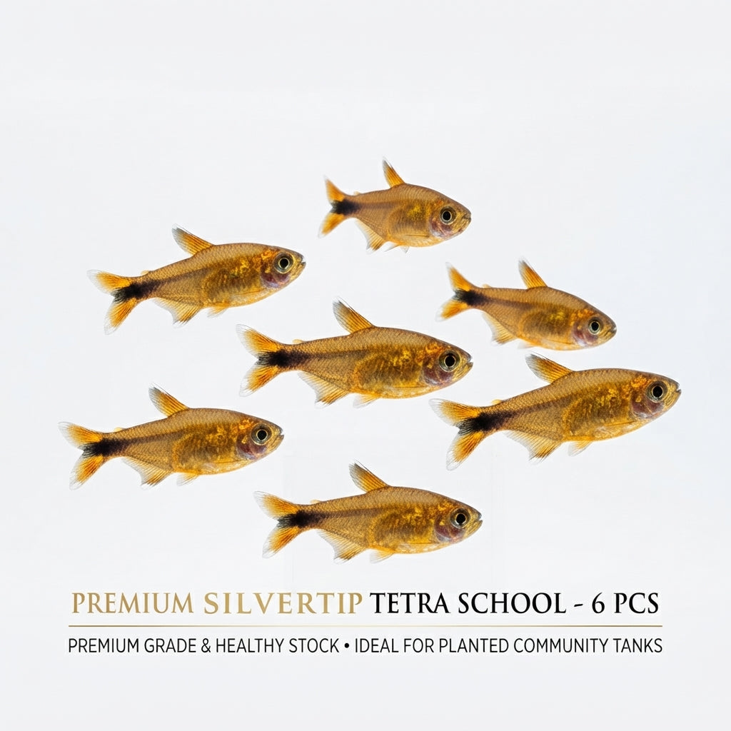 Silver Tip Tetra 6PCS Combo Deal (Copy)