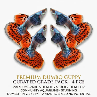 Platinum Dumbo Guppy Male 4PCS Combo Deal