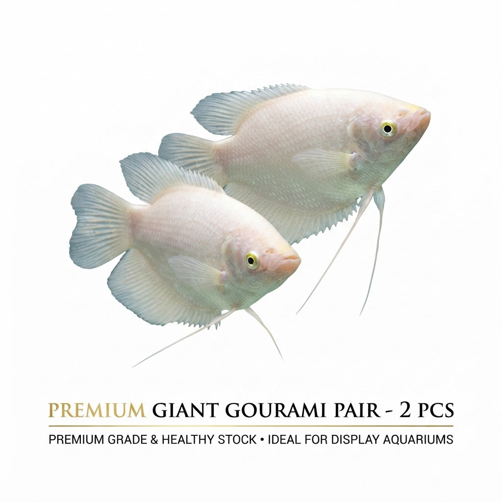 Giant Gourami 2PCS Combo Deal
