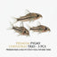 Pygmy Corydoras 3PCS Combo Deal