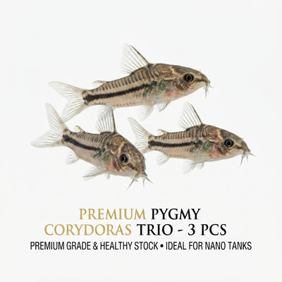Pygmy Corydoras 3PCS Combo Deal