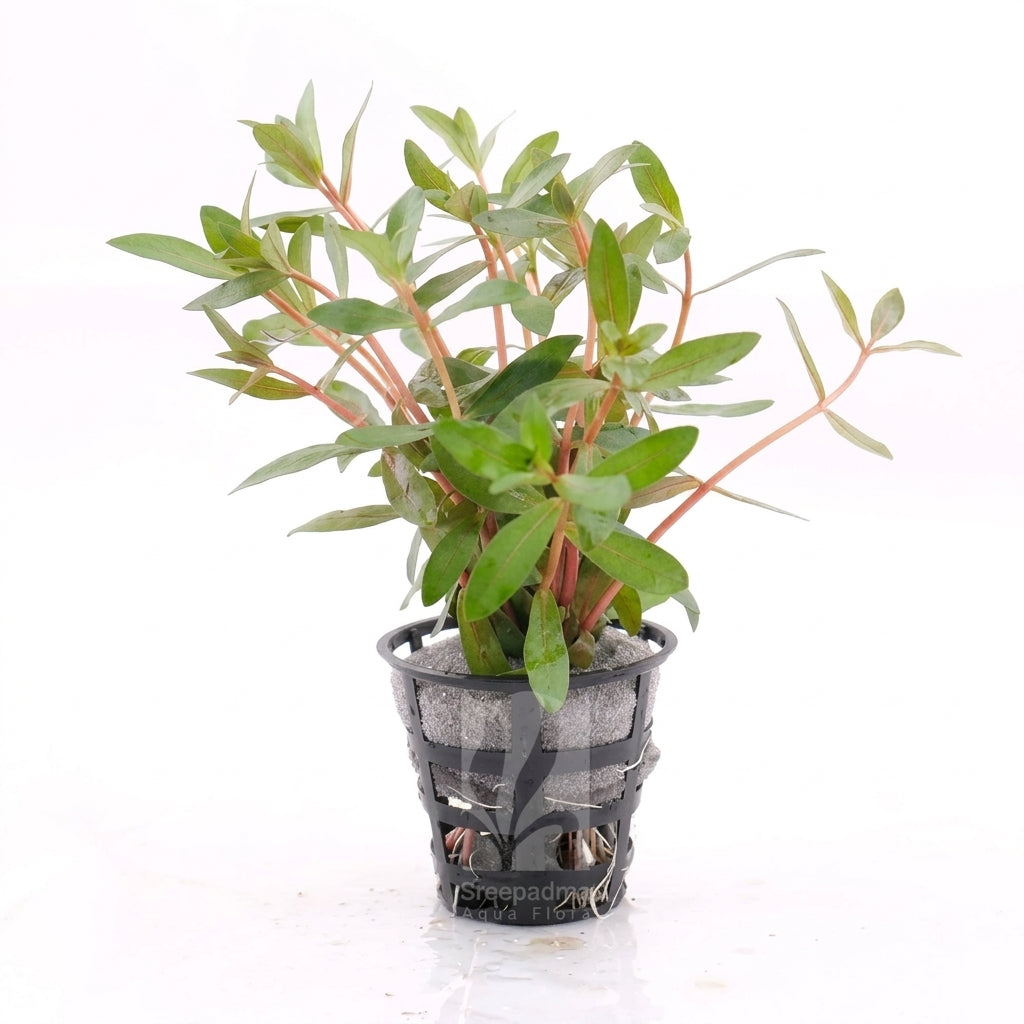 Alternanthera Gracilis Pot Plant