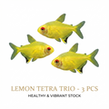 Lemon Tetra 3PCS Combo Deal