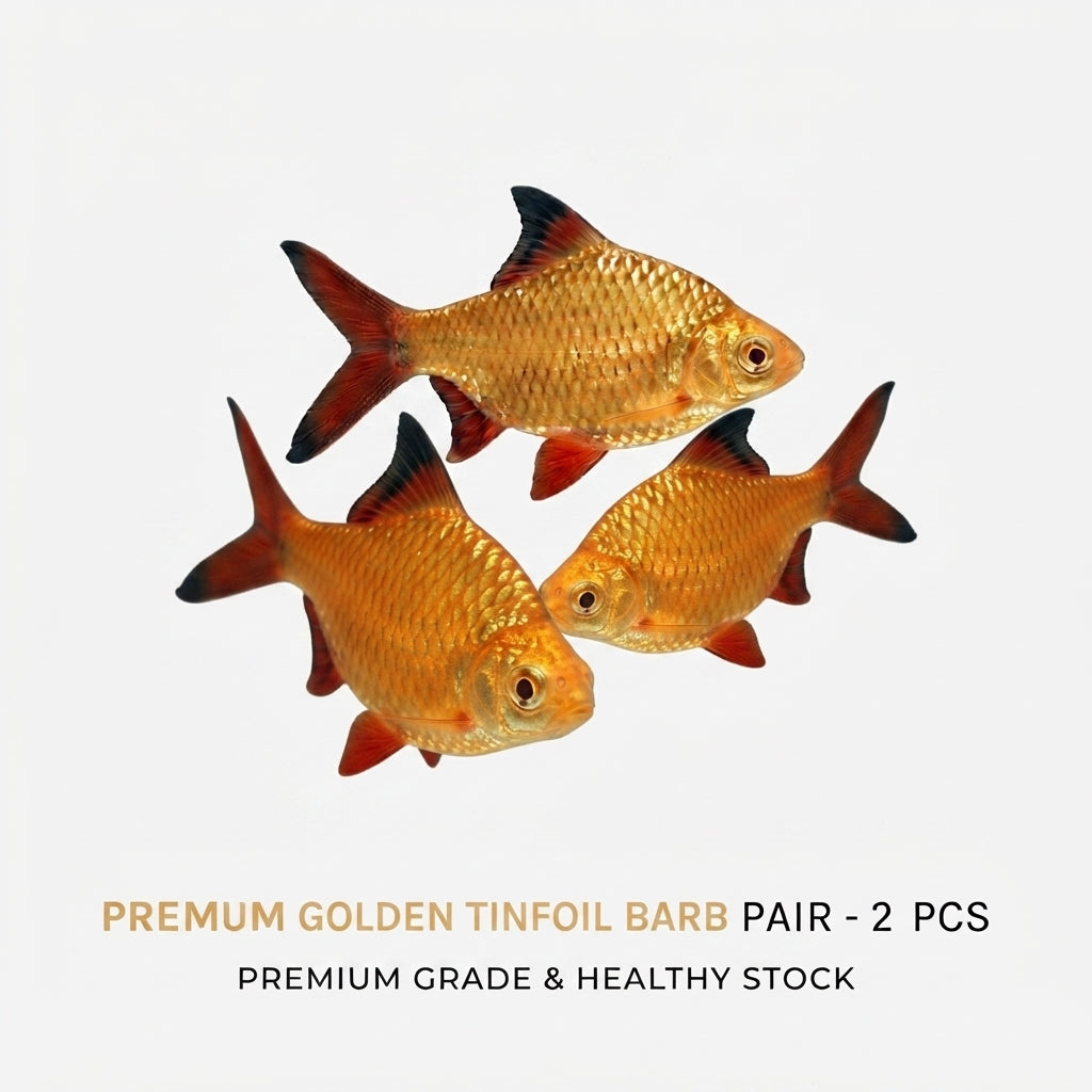Golden Tinfoil Barb 2PCS Combo Deal