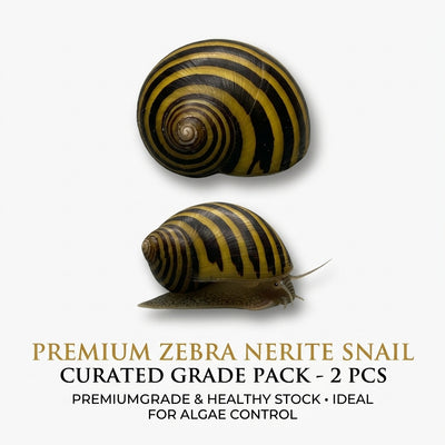 Zebra Snail 2PCS Combo Deal