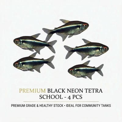 Black Neon Tetra 4PCS Combo Deal