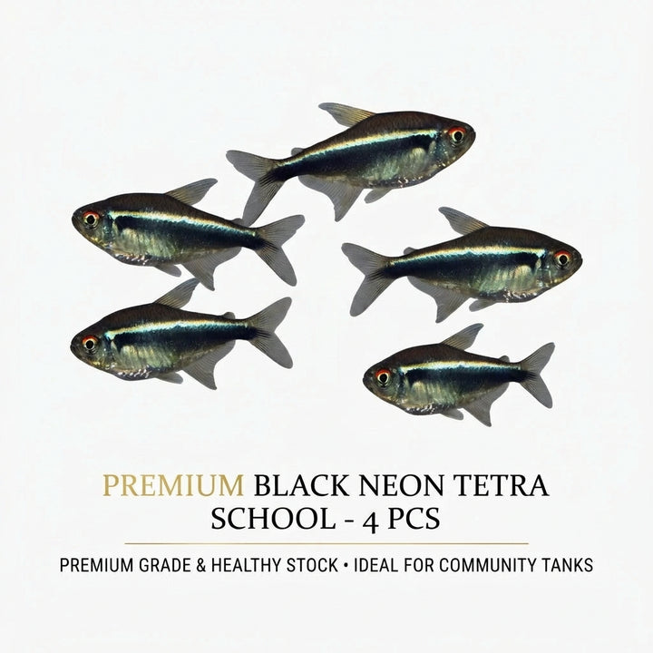 Black Neon Tetra 4PCS Combo Deal