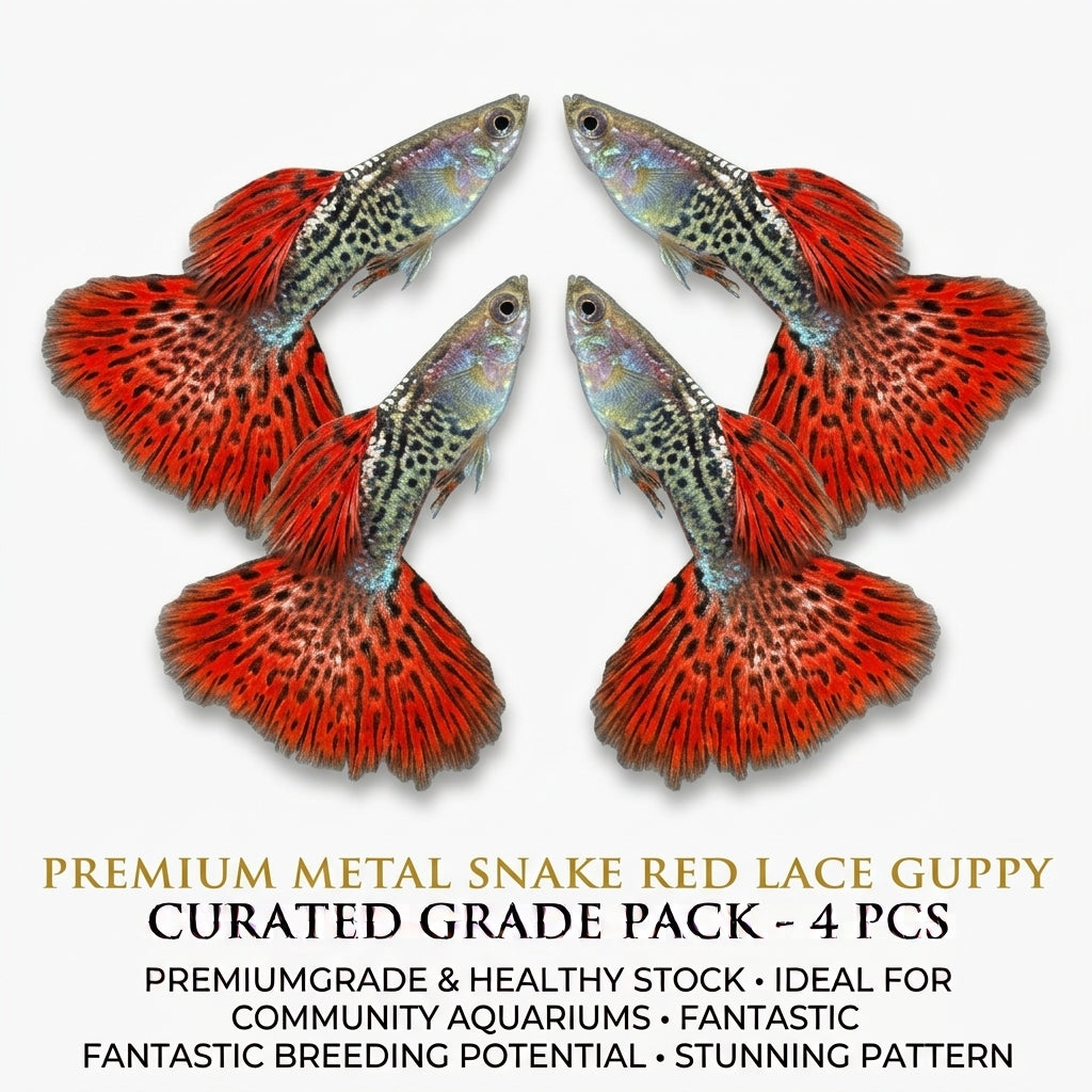 Metal Snake Red Lace Guppy Male 4PCS Combo Deal